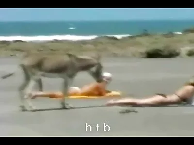 பரபரப்பான செம்பருத்தி காதலியிடமிருந்து ப்ளோஜாப்